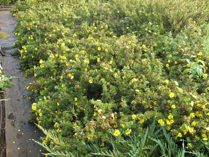 Potentila Fruticosa Gold Teppich